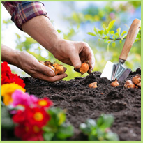 Bewust en gezond leven? Begin een moestuin!