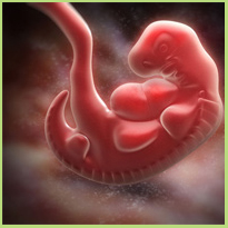 Innesteling van de embryo in de baarmoederwand