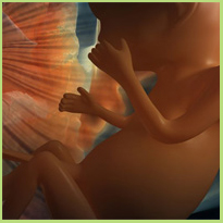 Zwangerschapskalender -  Ontwikkeling zwangerschap per week
