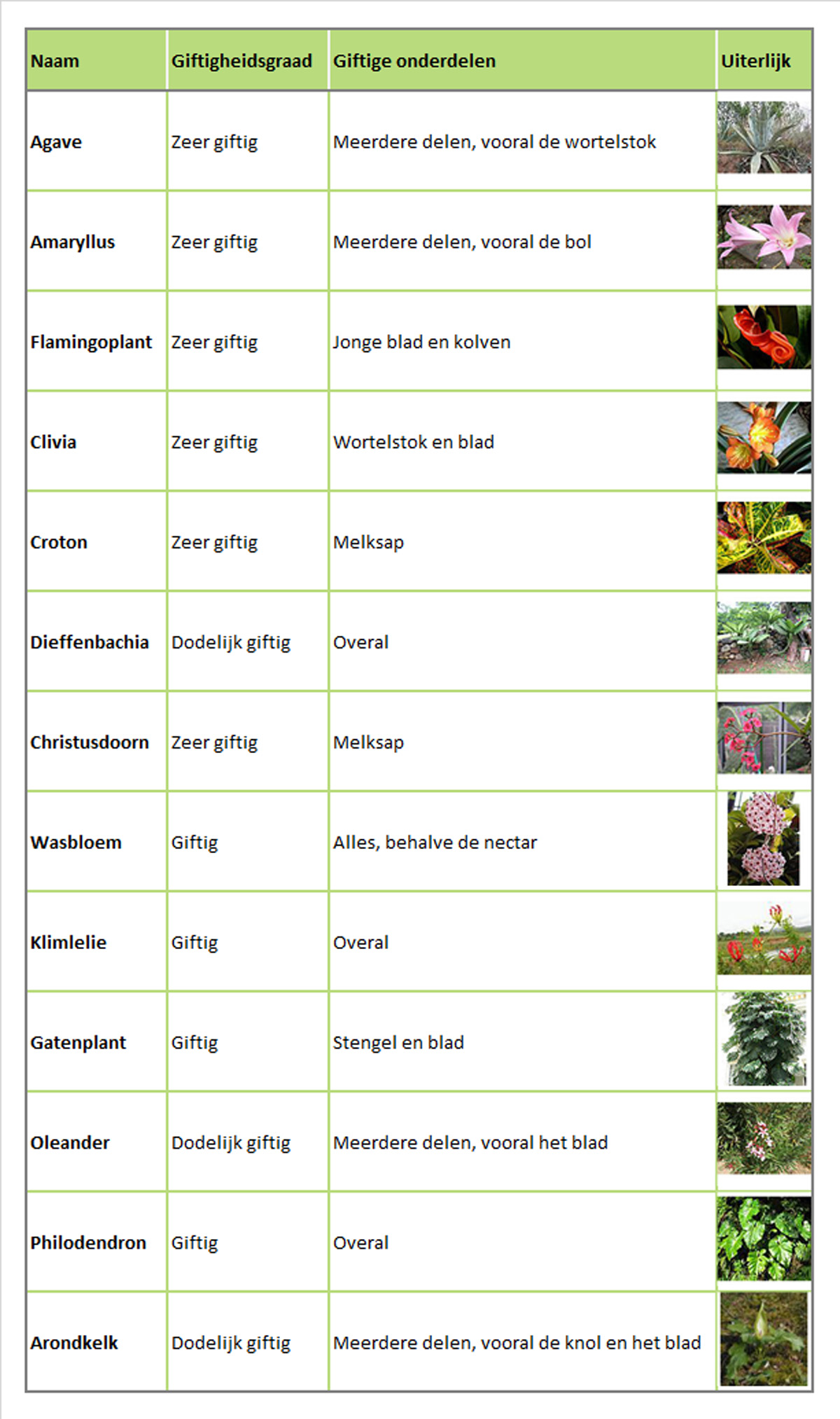 Giftige kamerplanten - Met welke planten moet je oppassen?