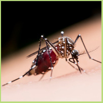 Muggen en muggenbulten: De beste tips & tricks