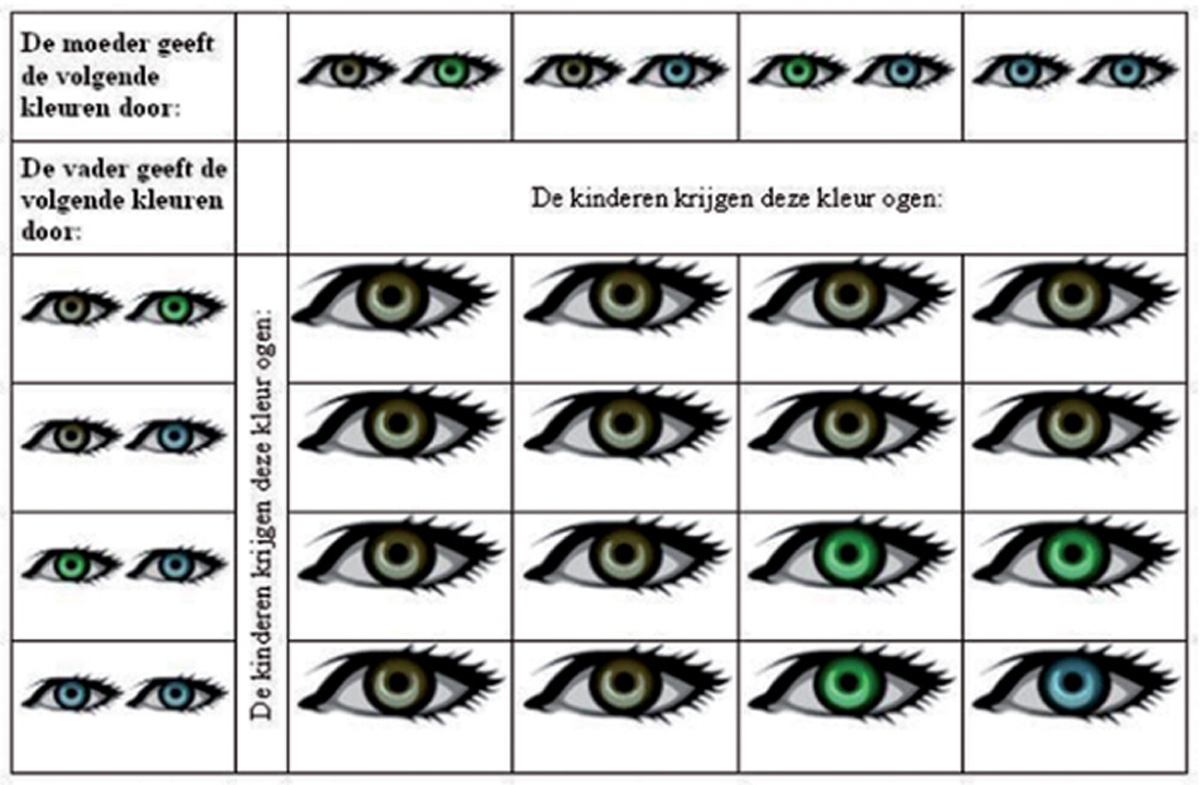 Voorspel de kleur van de ogen van je baby