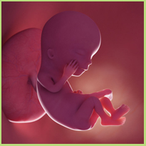 Week 12 zwangerschapskalender - Wat gebeurt er allemaal in deze week?