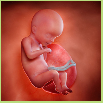 Week 18 zwangerschapskalender - Wat gebeurt er allemaal in deze week?