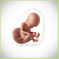 Week 27 zwangerschapskalender - Wat gebeurt er allemaal in deze week?