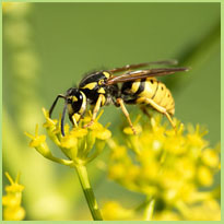 Wespen en wespensteken, een pijnlijke kennismaking