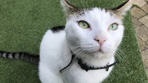 Onze Griekse huisdieren