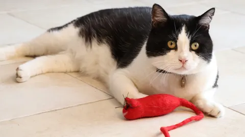 Hoe houd je je kat gelukkig? Door in ieder geval veel met hem te spelen!