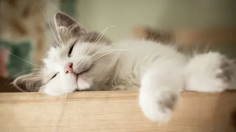 Kattenkrabziekte. Hoe voorkom je een besmetting?