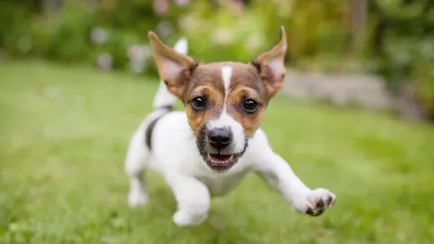 Dierendag, feest voor de dieren