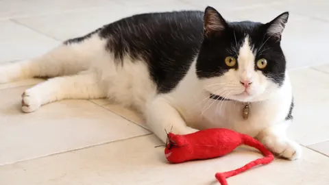 Dierendag, feest voor de dieren themapagina