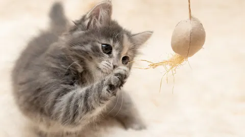 De leukste kattenspeeltjes