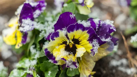 Winter? Nu al nieuwe tuinplannen maken!