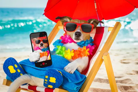 Tips voor reizen met je gezin en je hond