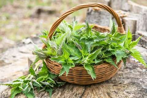 Pluk je eten bij elkaar! Wat is eetbaar in de natuur?