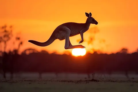 Ontdek Australië met kids: tips voor een perfecte georganiseerde rondreis