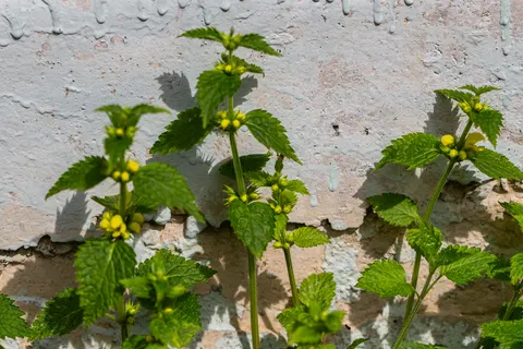 Schatten in de natuur: Maak kennis met de witte dovenetel