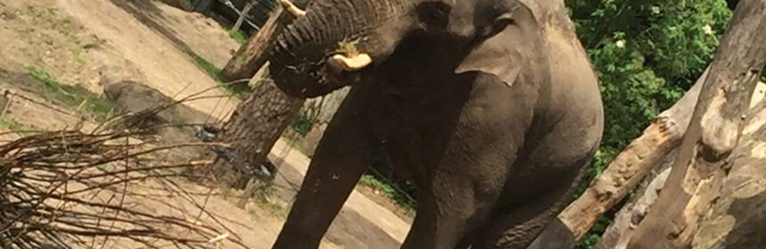 Bezoek aan Dierenpark Amersfoort