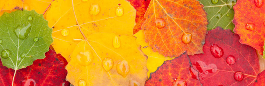 In het stille herfstdecor