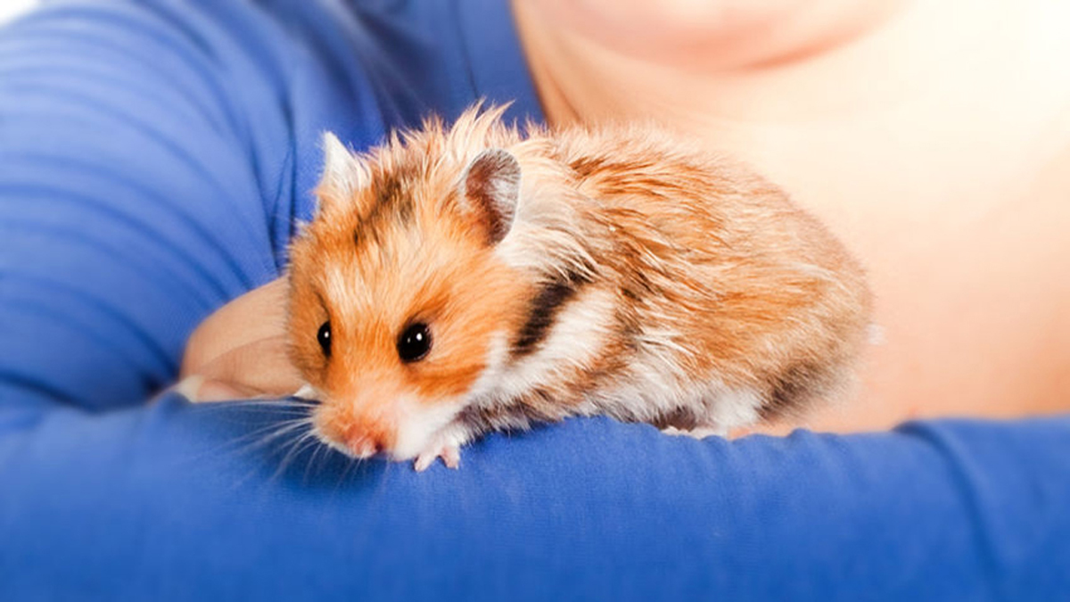 Kinderen en huisdieren