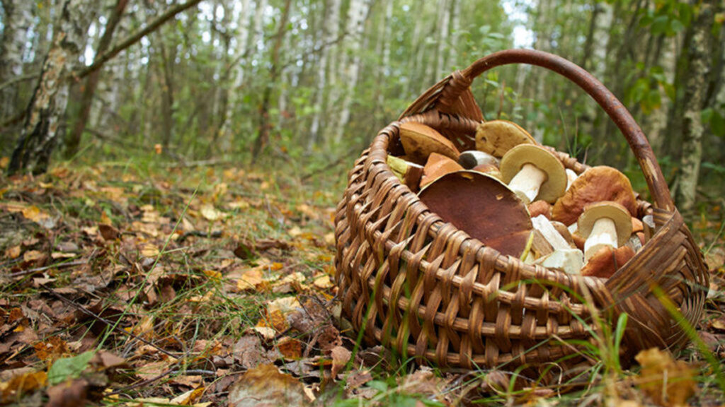 Paddenstoelen, wat moet je ervan weten?