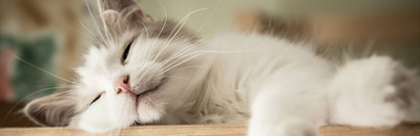 Huisdieren - Themapagina