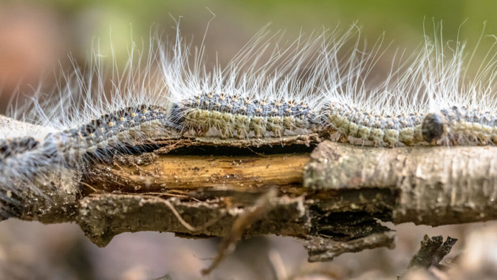 Allergische reactie van de eikenprocessierups