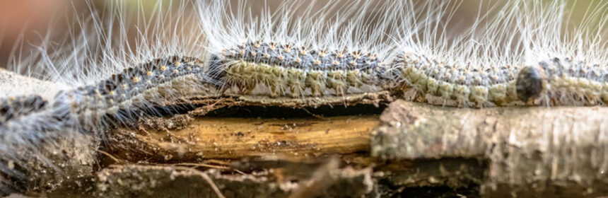 Allergische reactie van de eikenprocessierups