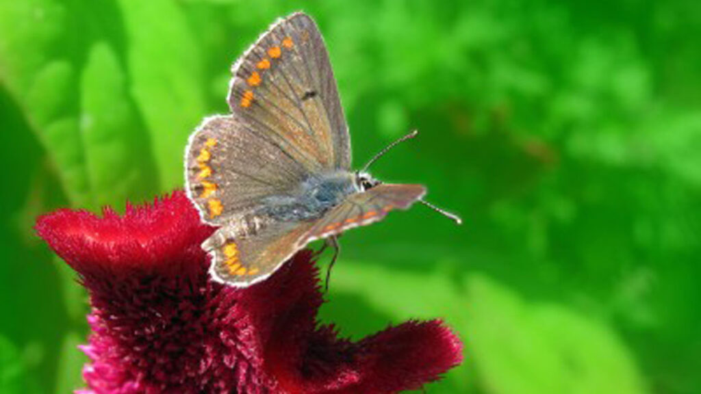 Afscheid en Verlies - Themapagina