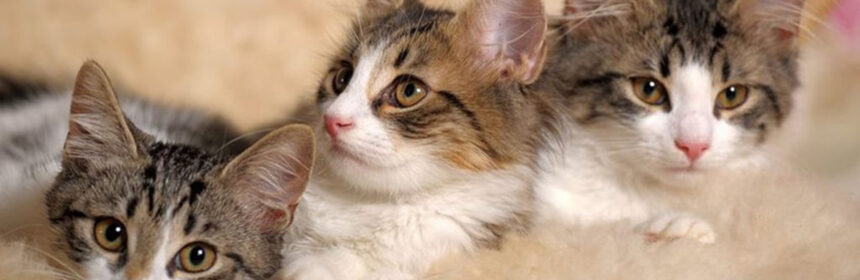 De invloed van huisdieren