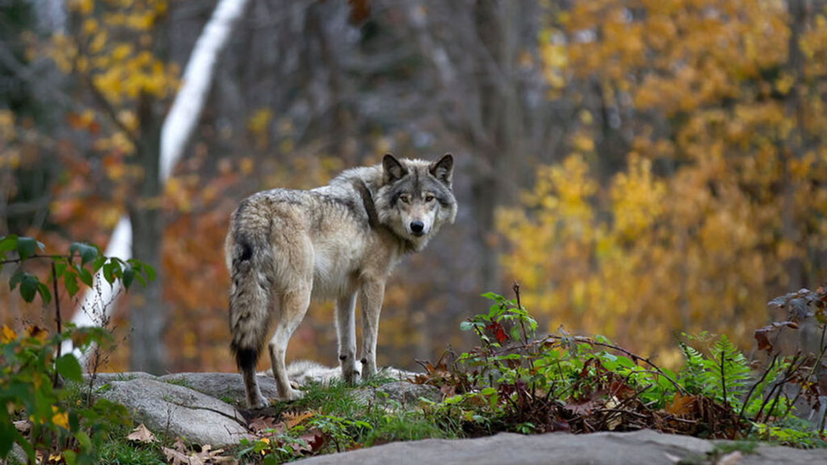 Ontmoeting met een wolf Wat moet je doen? Oudersenzo