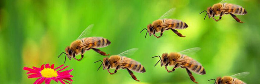 Bijen en bijensteken