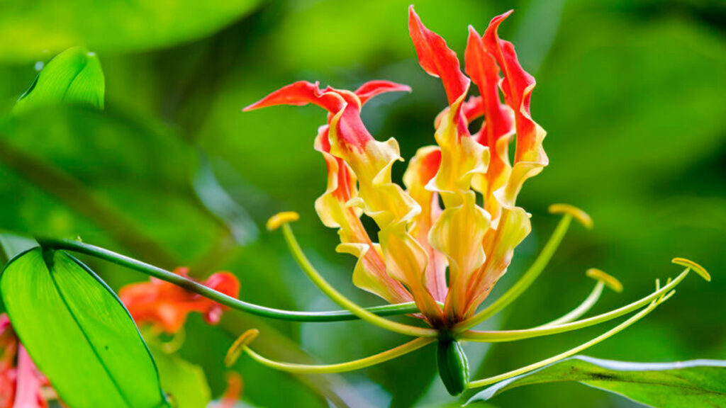 Giftige kamerplanten - Met welke planten moet je oppassen?