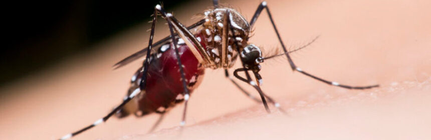 Muggen en muggenbulten: De beste tips & tricks