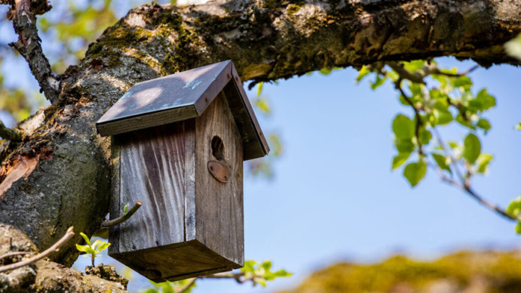 Maak van je tuin een vogelvriendelijke tuin