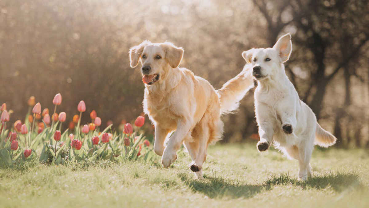 Hondenrassen Welke hondenrassen zijn ideaal voor een gezin?