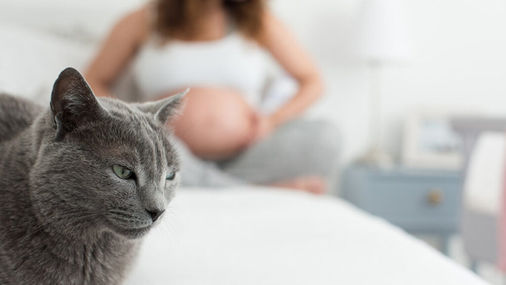 Wat zijn de symptomen van toxoplasmose?