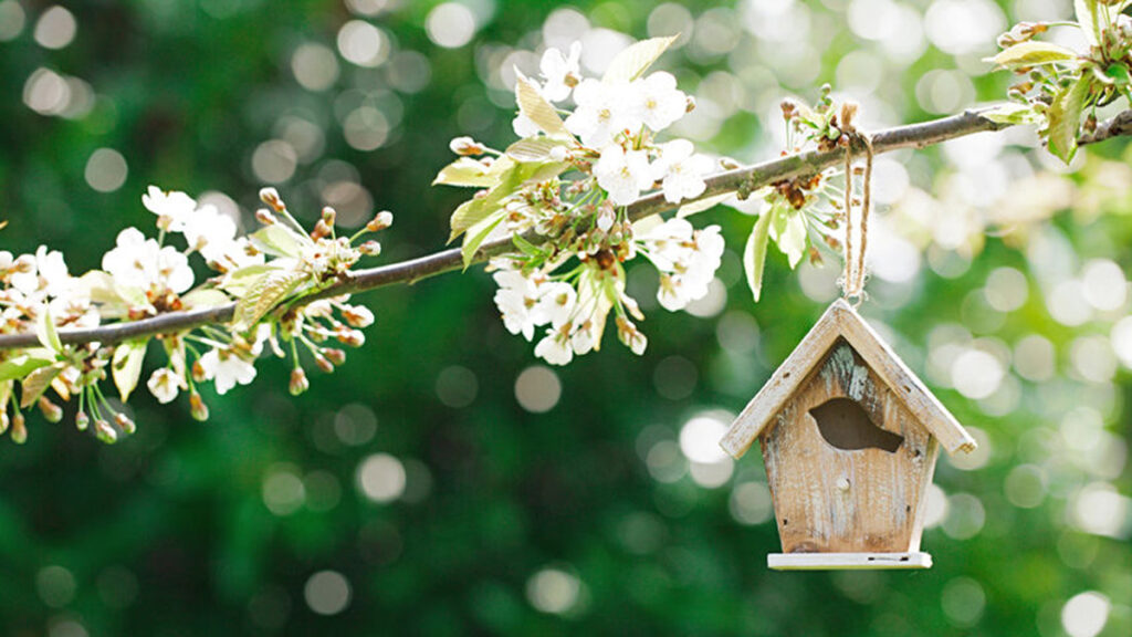 Hoe maak je een vogelhuisje voor in de tuin?