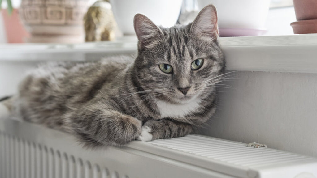 De warmte van een radiator als basis voor knusse gezelligheid!