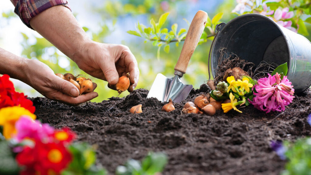 Bewust en gezond leven? Begin een moestuin!