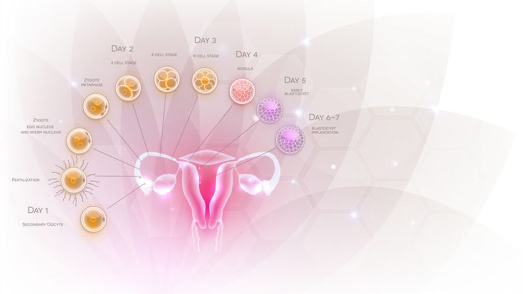 Menstruatiecyclus en zwangerschap, hoe ziet een normale cyclus eruit?