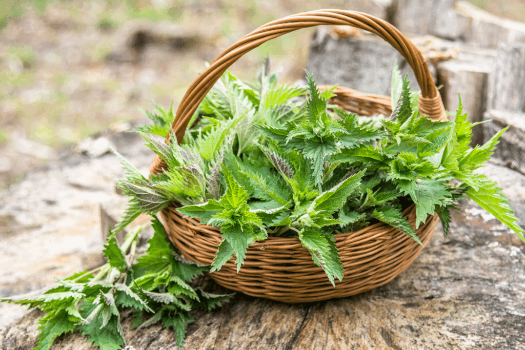 Pluk je eten bij elkaar! Wat is eetbaar in de natuur?